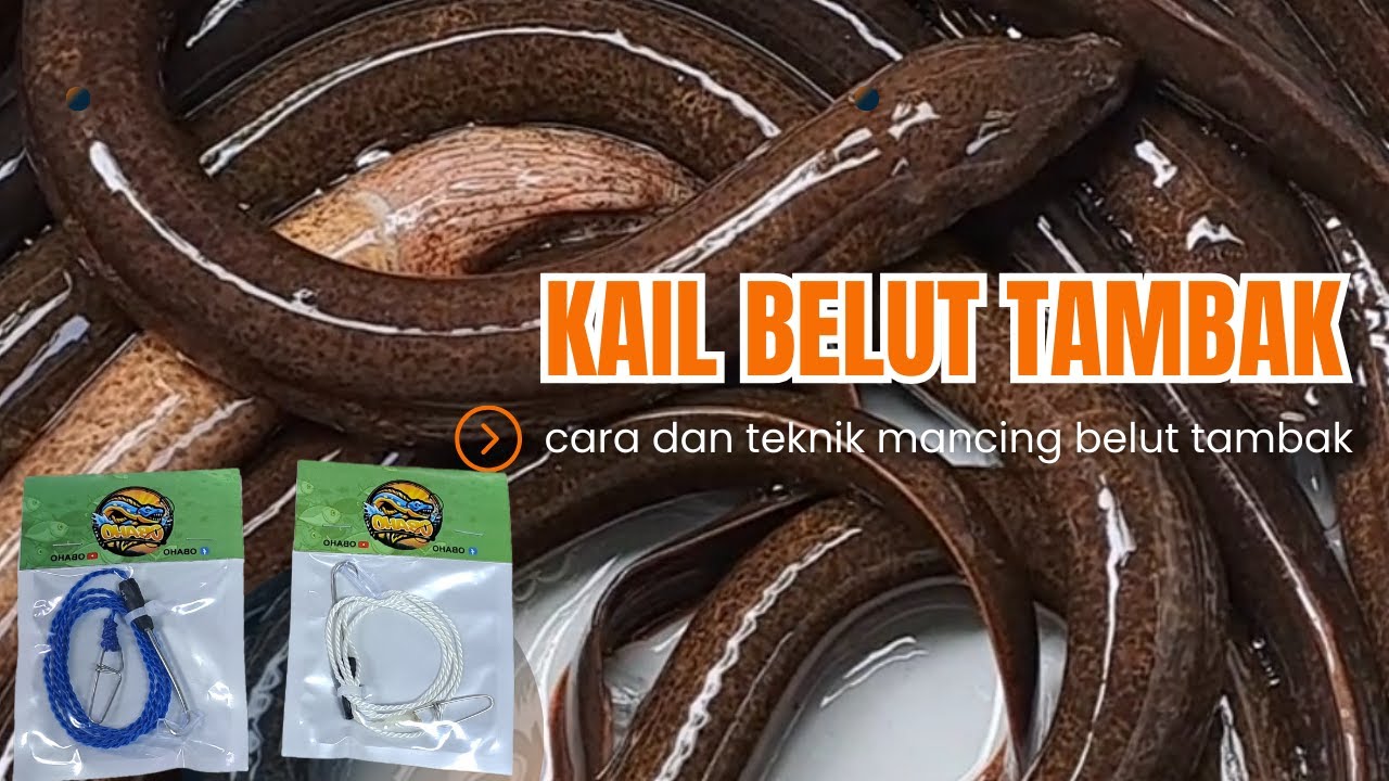 cara dan teknik mancing belut tambak ‼️