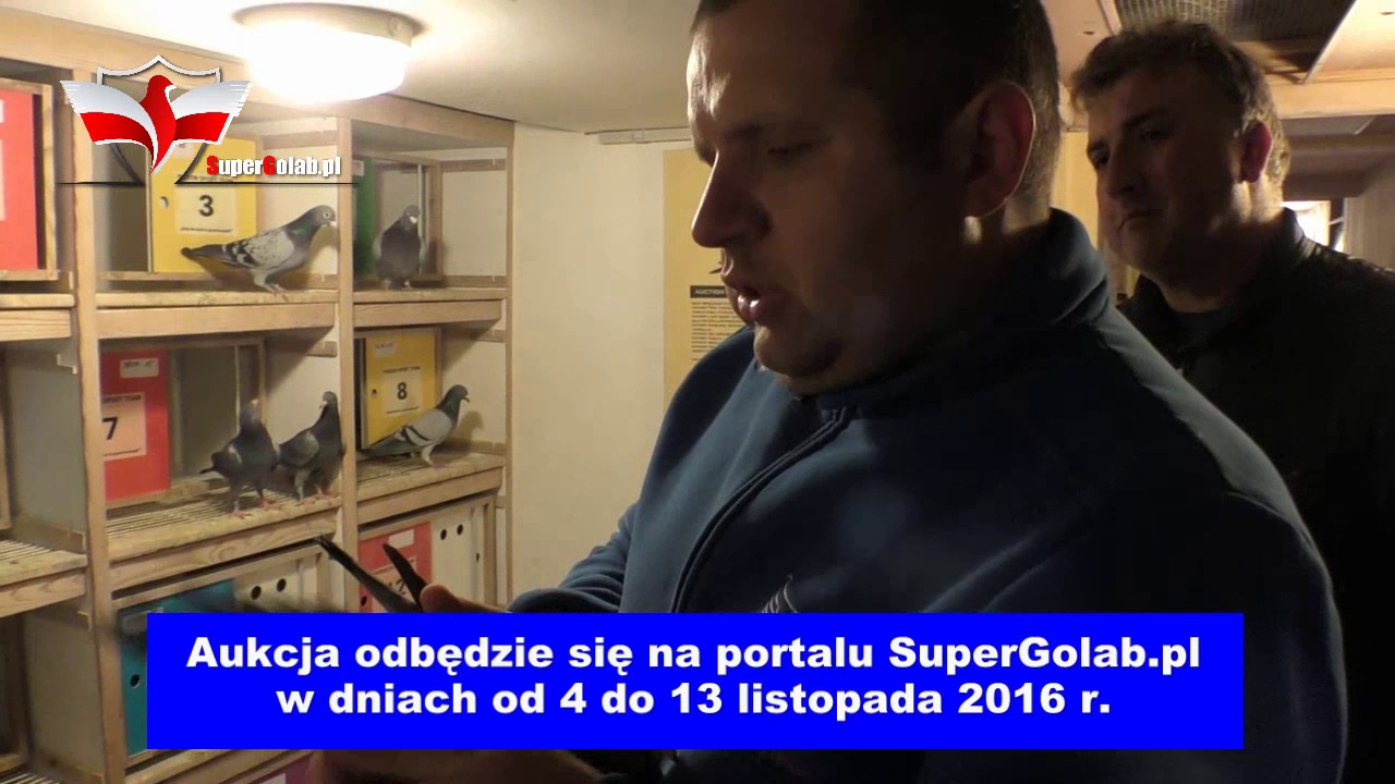 Prezentacja gołębi z hodowli Kapinos - Leś - Maziarz