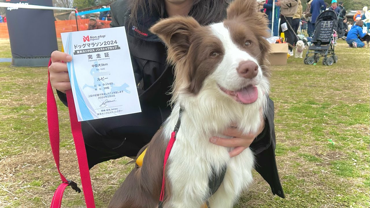 【犬とマラソン】愛犬とペアで走るカニクロスに挑戦！！飼い主も全力疾走！【ボーダーコリー】