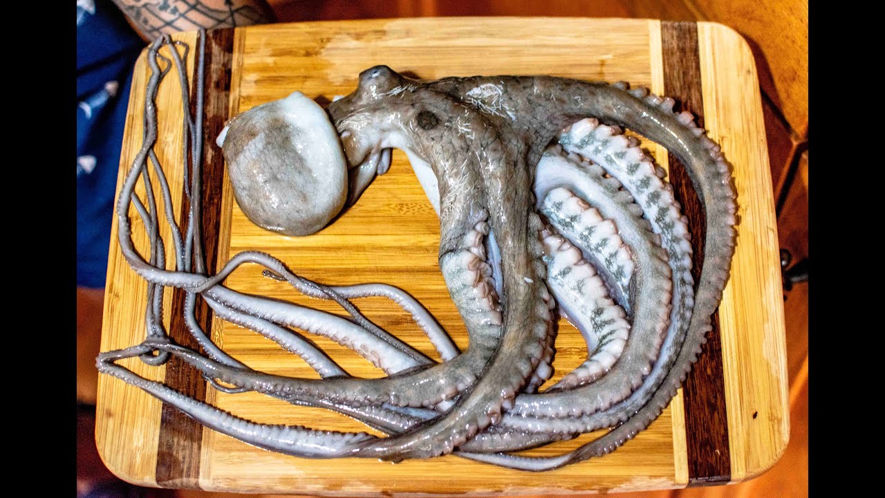 Catch and Cook OCTOPUS | BEST OCTOPUS DISH | Takoyaki!