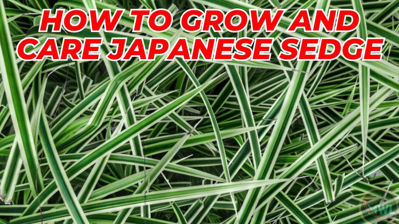 How to Grow and Care for Japanese Sedge