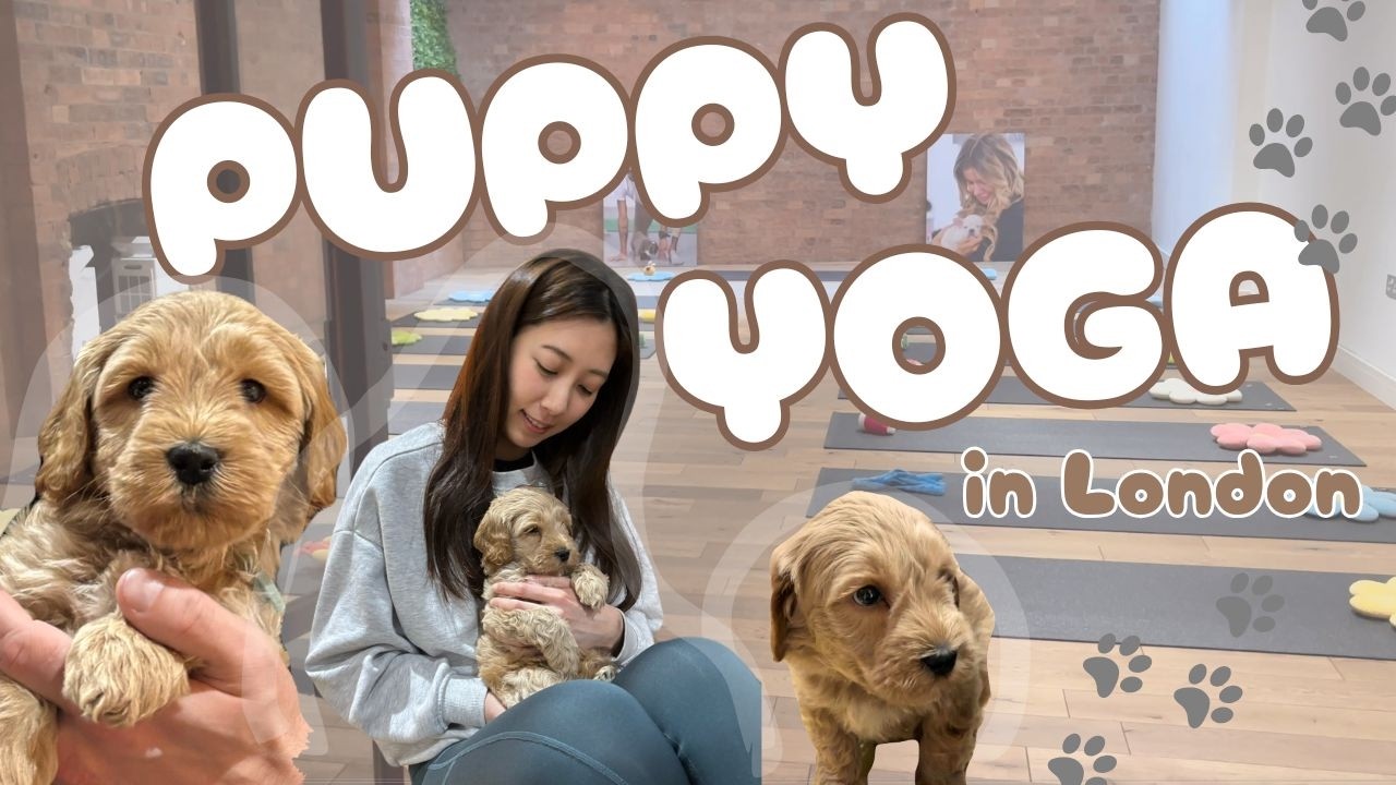 PUPPY YOGA in London!! ロンドンで人気のパピーヨガに行ってみた