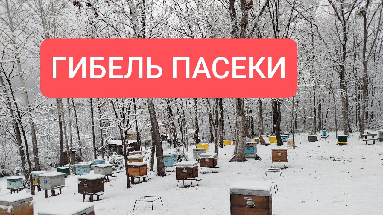 #103 Клещ съел пасеку #bee 
