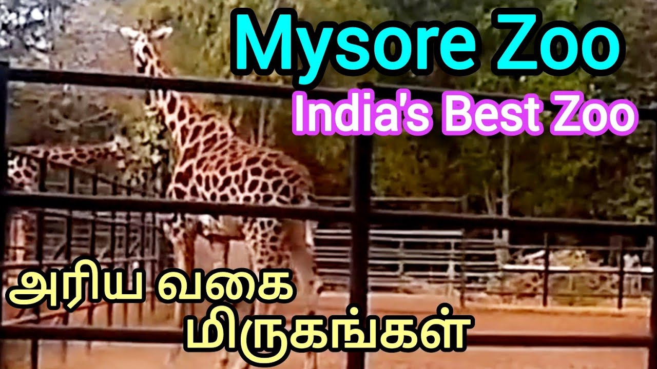 மைசூர் Zoo க்கு ஒரு திரில்லிங் பயணம்/Mysore Zoo/India's Best Zoo/அரிய வகை மிருகங்கள் பார்க்கலாம்