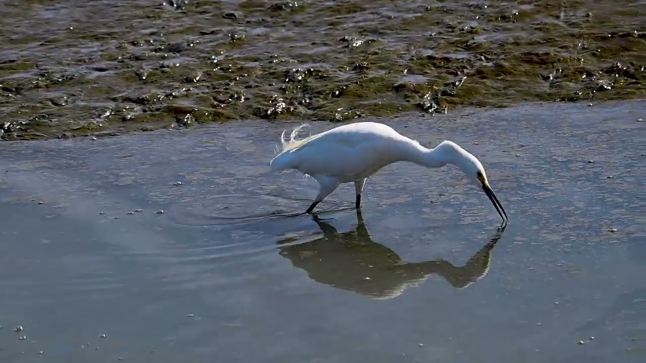 Charleston Slough 2 7 26
