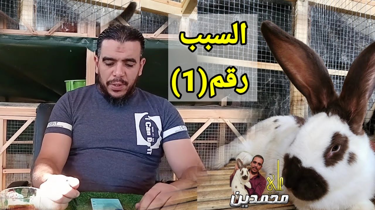 الاجابة على السبب االاول في نشاط الامراض البيكتيرية عند الارانب