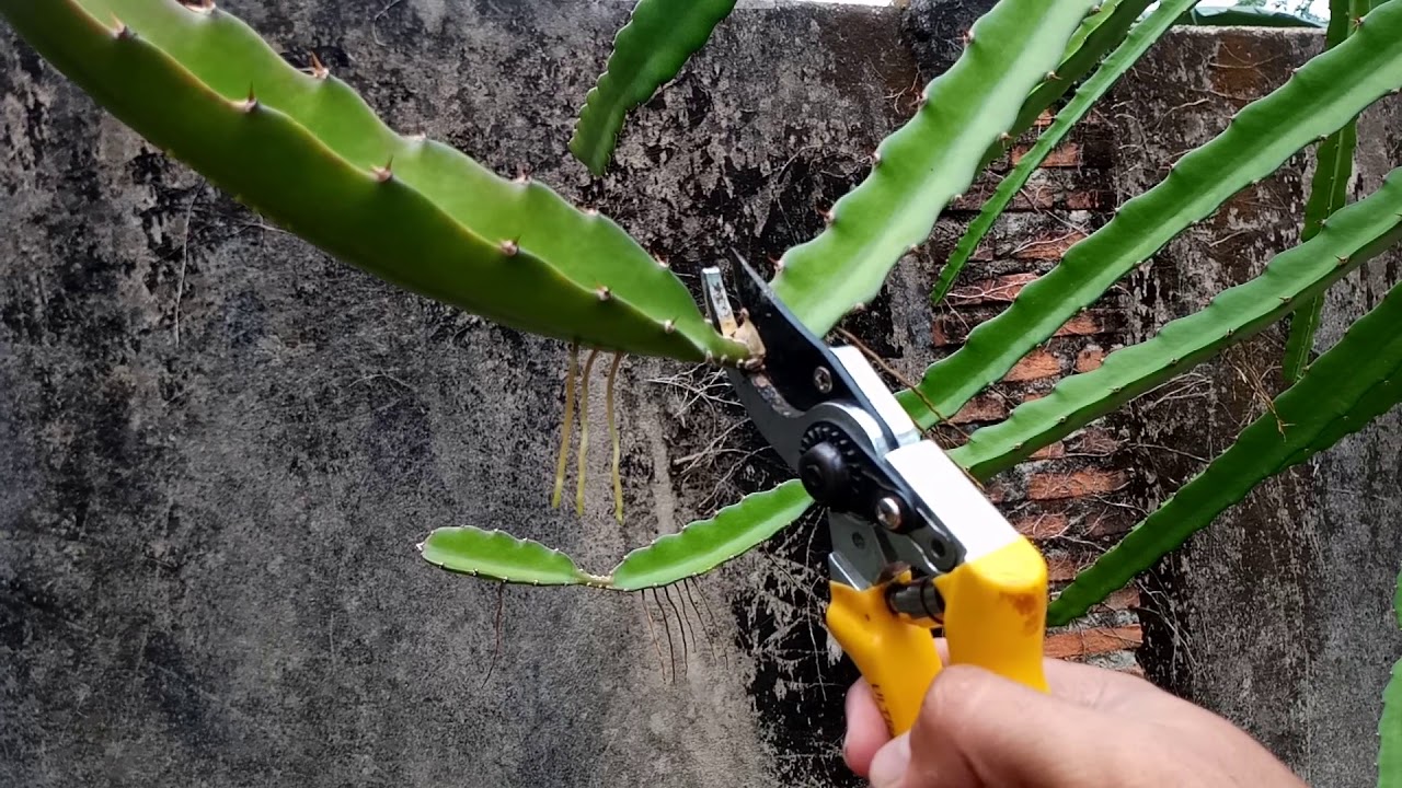 DRAGON FRUITS GARDEN - How To Growing and Pruning Red Dragon Fruits