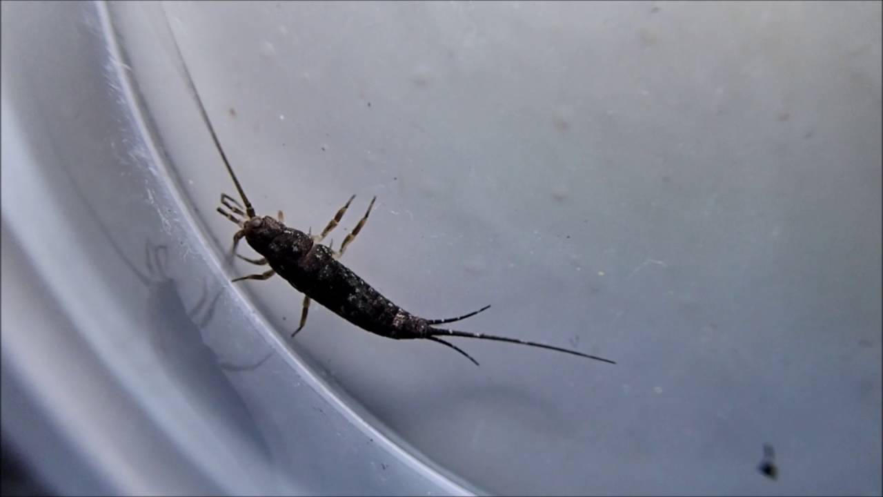 Insekter
