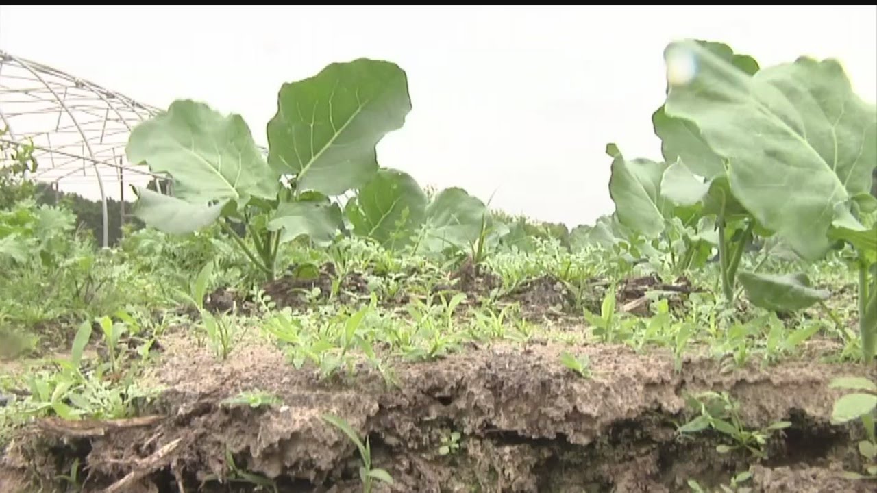 Floods Affect Local Farmers