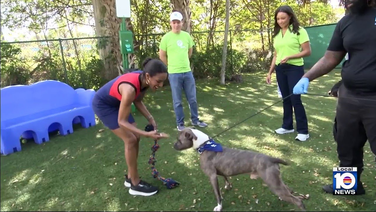 FPL, Humane Society of Greater Miami partner on dog park makeover for adoptable pets