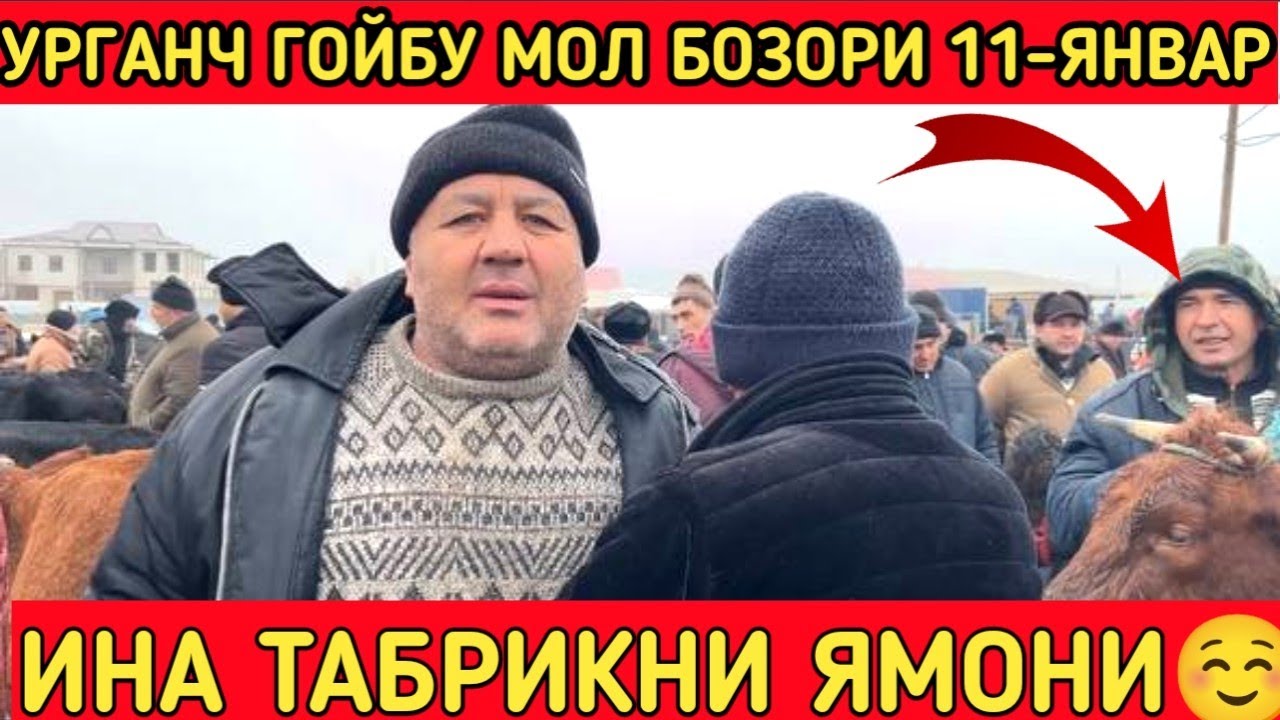 11-ЯНВАР УРГАНЧ ГОЙВУ МОЛ БОЗОР ОНА БОЛА БУҒОЗ СИГИР ҚИСИР СИГИР НАРҲЛАРИ!!!КОБУЛОВ