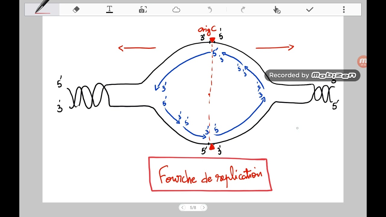 La réplication chez les procaryotes #génétique #replication #procaryotes