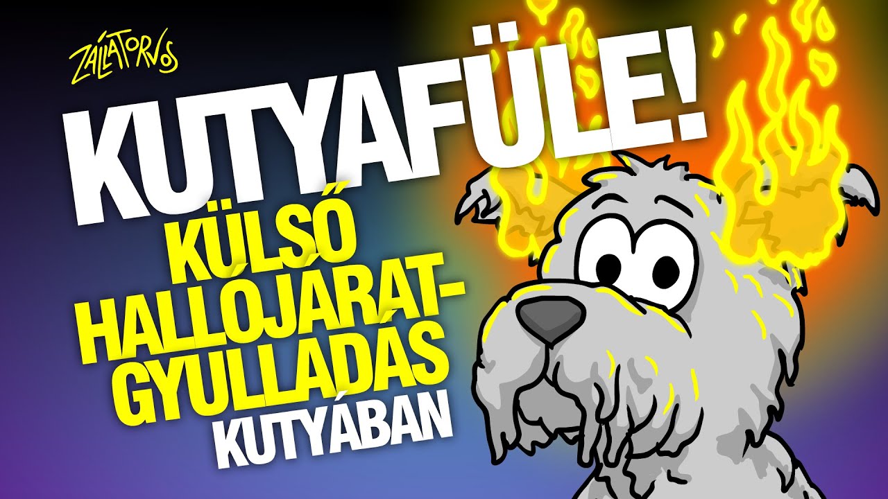 Kutyafüle!: Külső hallójárat-gyulladás kutyában