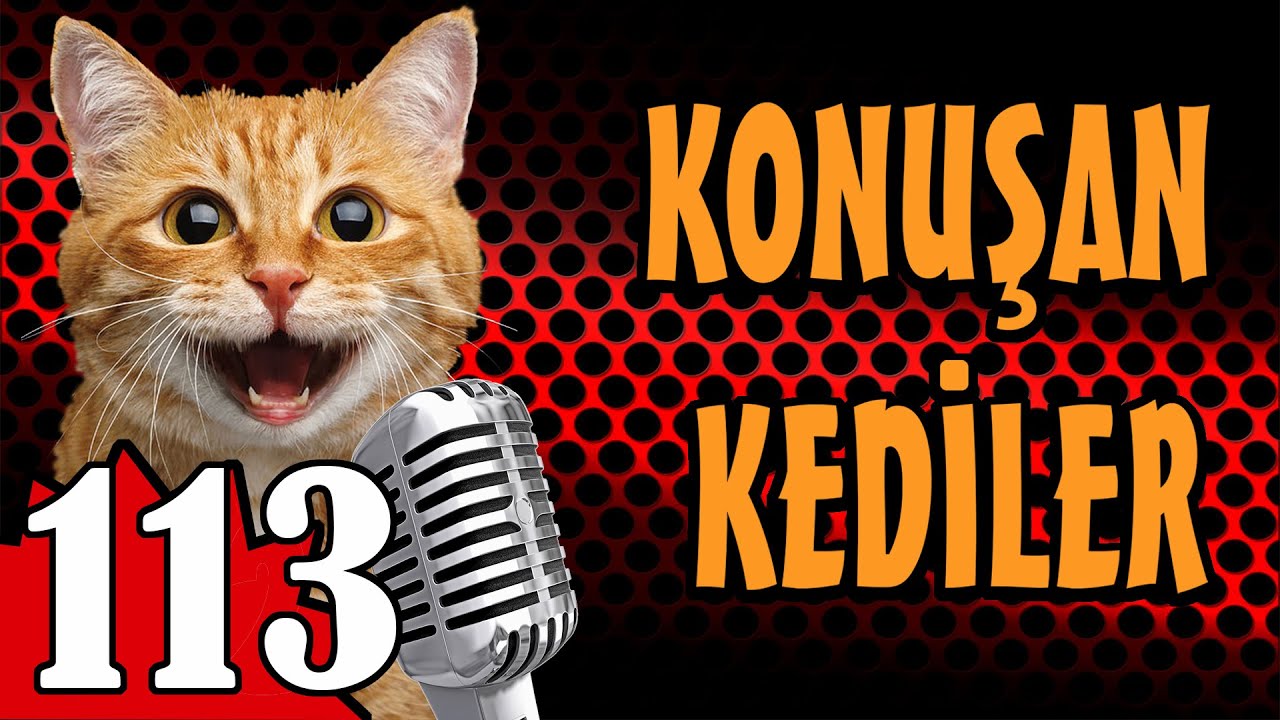 Konuşan Kediler 113 - En Komik Kedi Videoları - Pati TV