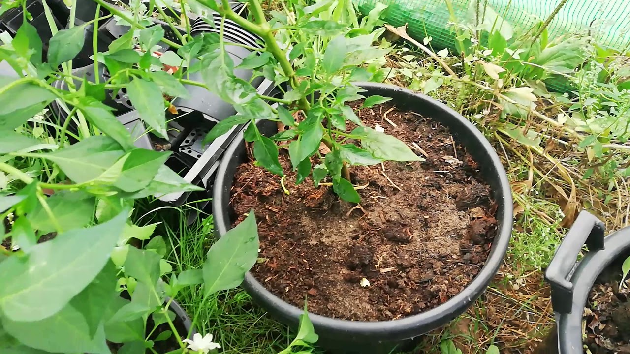 Peper plant in bloei. Pepers kweken