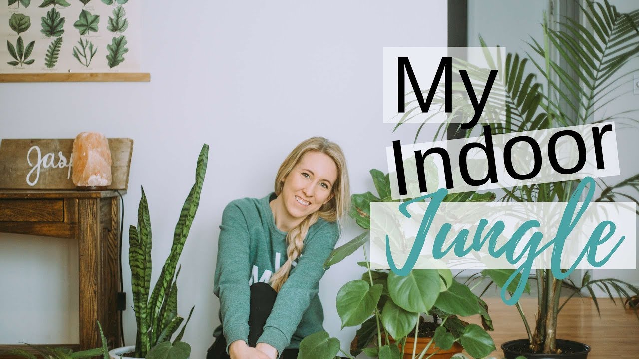 EASY HOUSEPLANT TOUR // HOUSEPLANT HAUL 2019