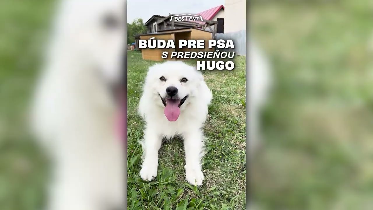 Búda pre psa HUGO - Bestent.sk