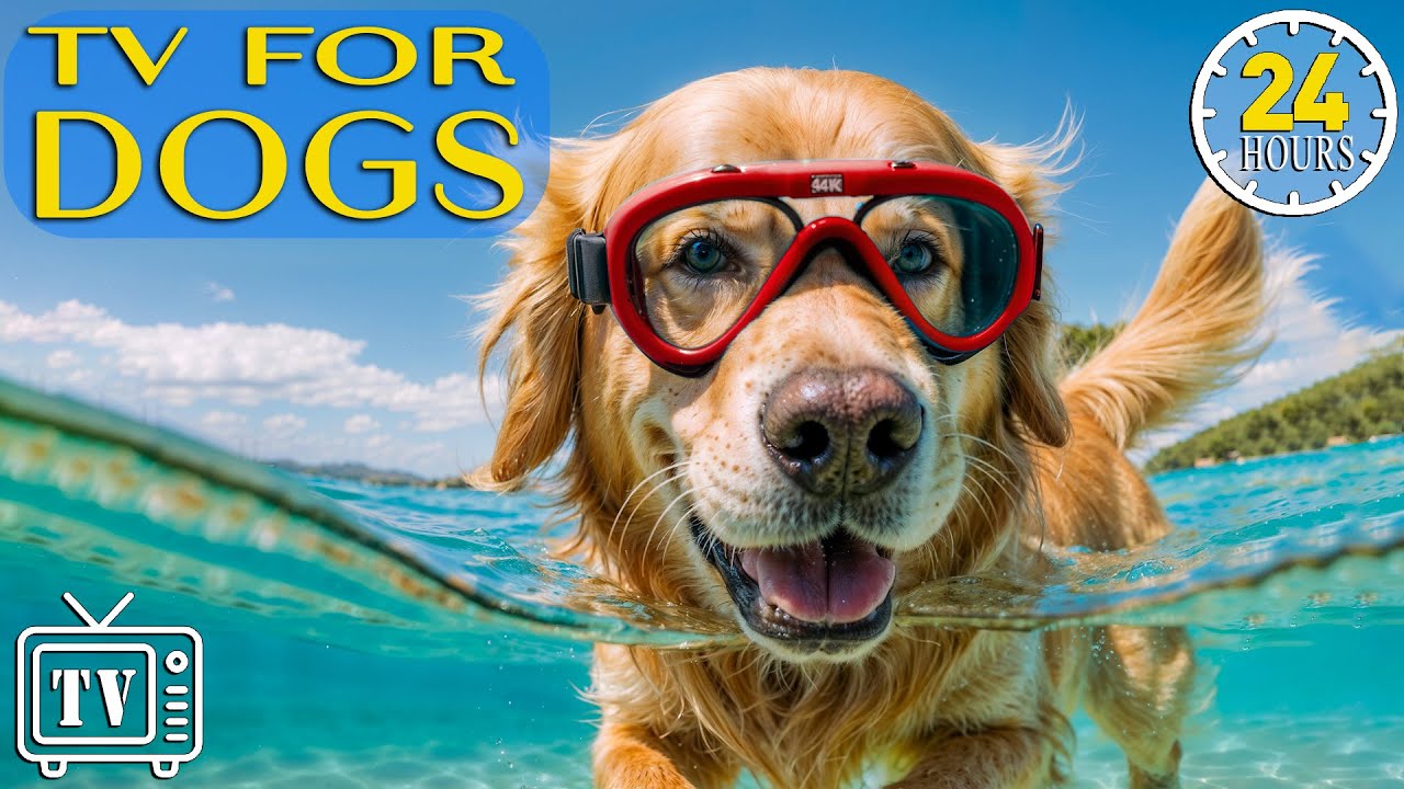Dog TV: Soothe Dog's Anxiety & Boredom Busting - Cure Separation Anxiety with Calming Music For Dogs