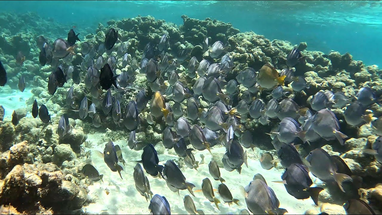 Snorkeling around Antigua