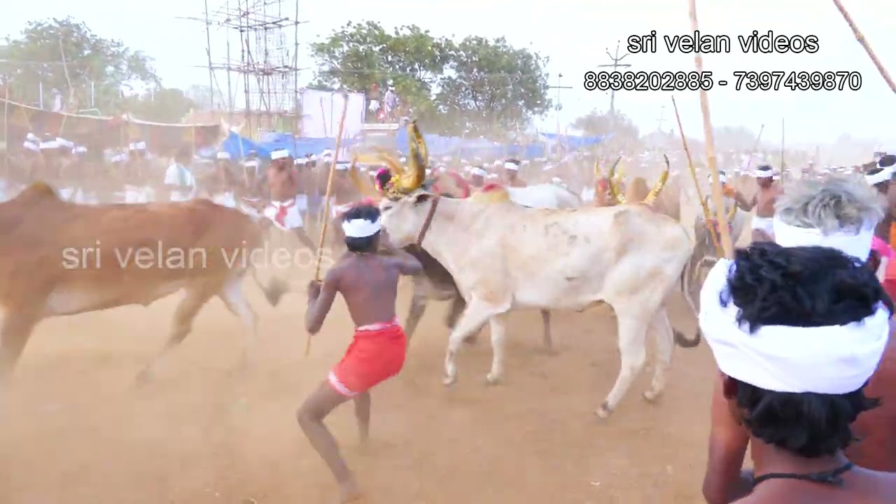தாசிரி பொம்மாநாயக்கர் மந்தை / ஆ.புதுப்பட்டி / மாலை வீடியோ / ஶ்ரீ வேலன் ஸ்டுடியோ /விராலிமலை.