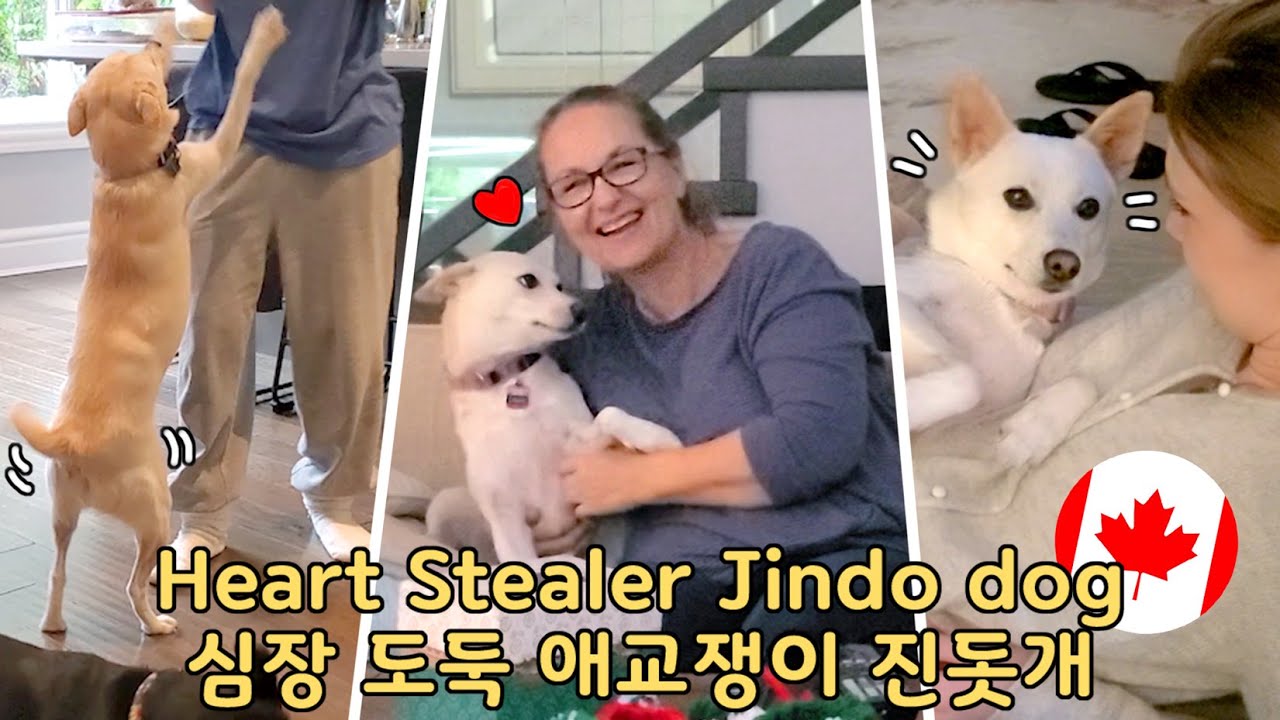 Canadian family fell in love with Jindo dog 강아지 싫다던 엄마 🐕 진돗개의 애교에 푹 빠진 캐나다 가족들
