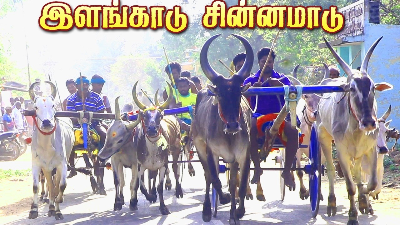 _இளங்காடு சின்னமாடு 22,/ 02 /2026 ksk #krish_studio_kattumavadi