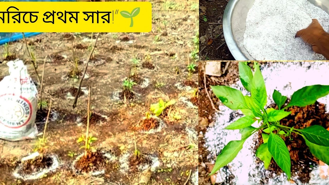 Green Chili Boosting! ঘেরে সার প্রয়োগের অদেখা প্রক্রিয়া”🌱🌶️🌶️