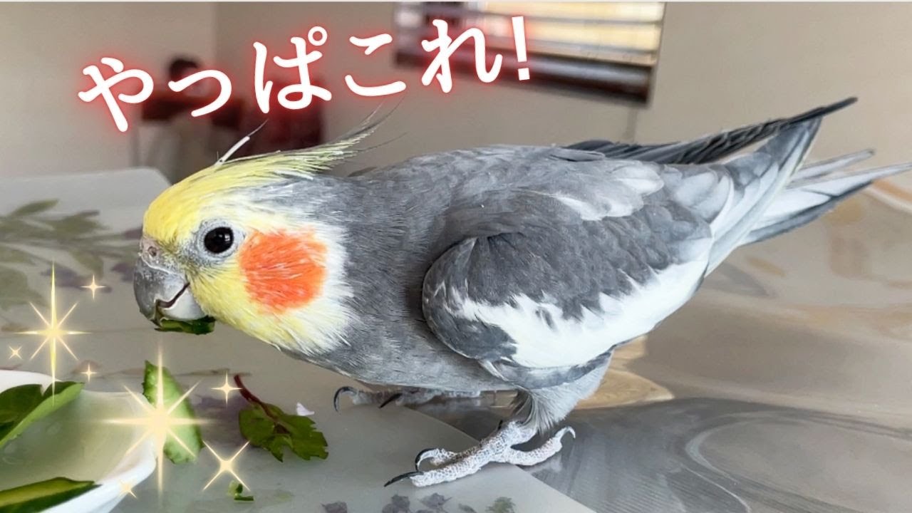 18歳オカメインコが選ぶのはどっち？【野菜対決】胡瓜vs ベビーリーフ