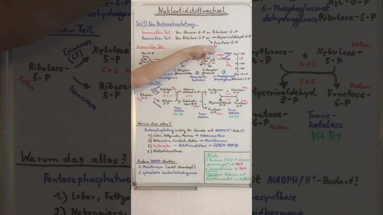 PENTOSEPHOSHPATWEG: DARUM GIBT ES IHN! (Nukleotidstoffwechsel Teil 1) - Biochemie Now