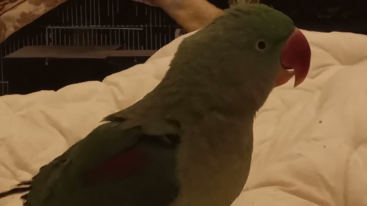Room parrot