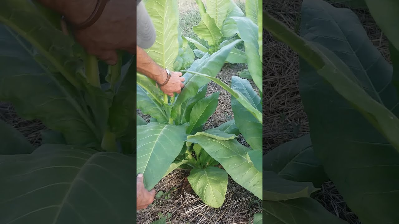 visite plantation tabac bio