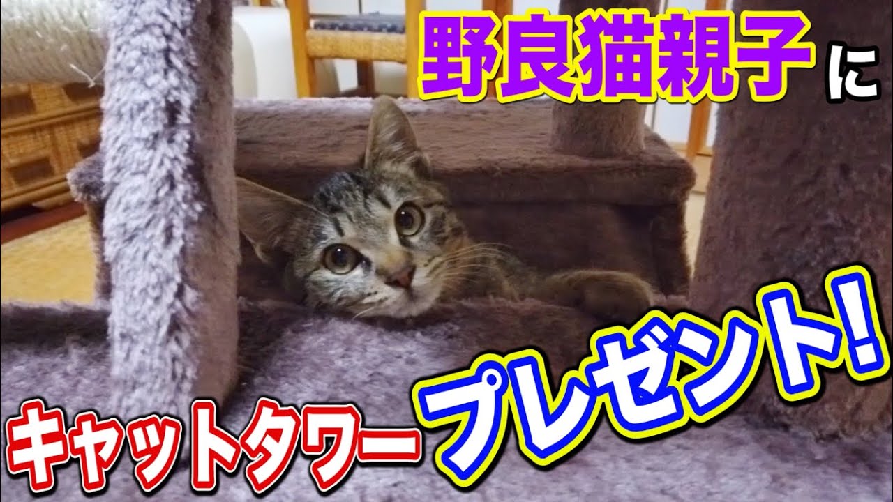 野良猫親子 子猫 キャットタワー 【野良猫親子にキャットタワーをプレゼントしてみた！】 Kitten Cat Japanese traditional house