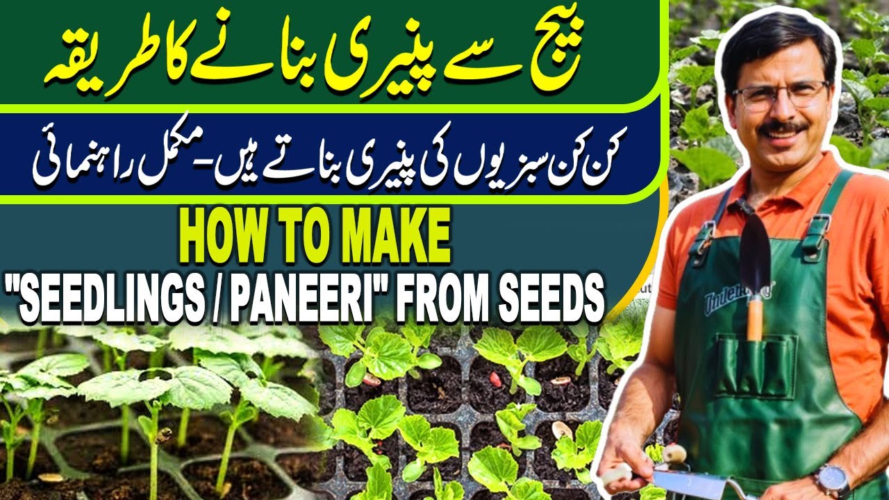 How to make Seedlings / How to grow green chilli from seeds | Gardening With Javed Iqbal