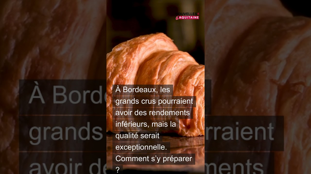 Récolte 2025 : un tournant pour les vignerons d'Aquitaine