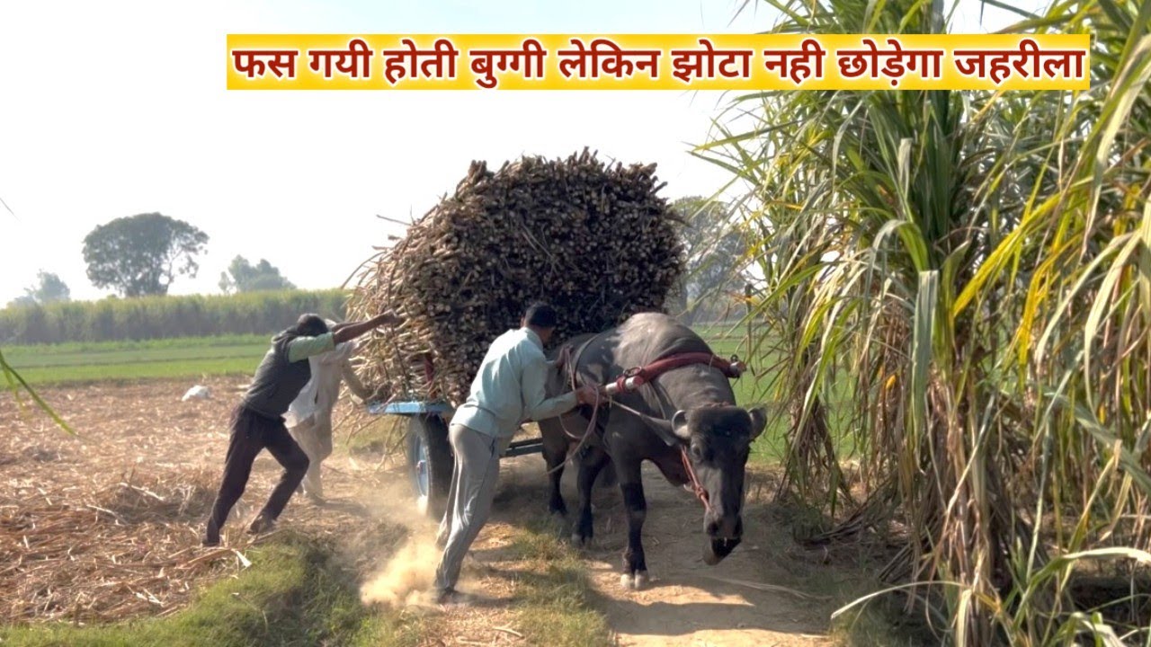 जान ही इतनी है जहरीले मे बुग्गी को कुछ मानता ही नही फस गयी होती बुग्गी लेकिन छोड़ेगा नही झोटा इसे 