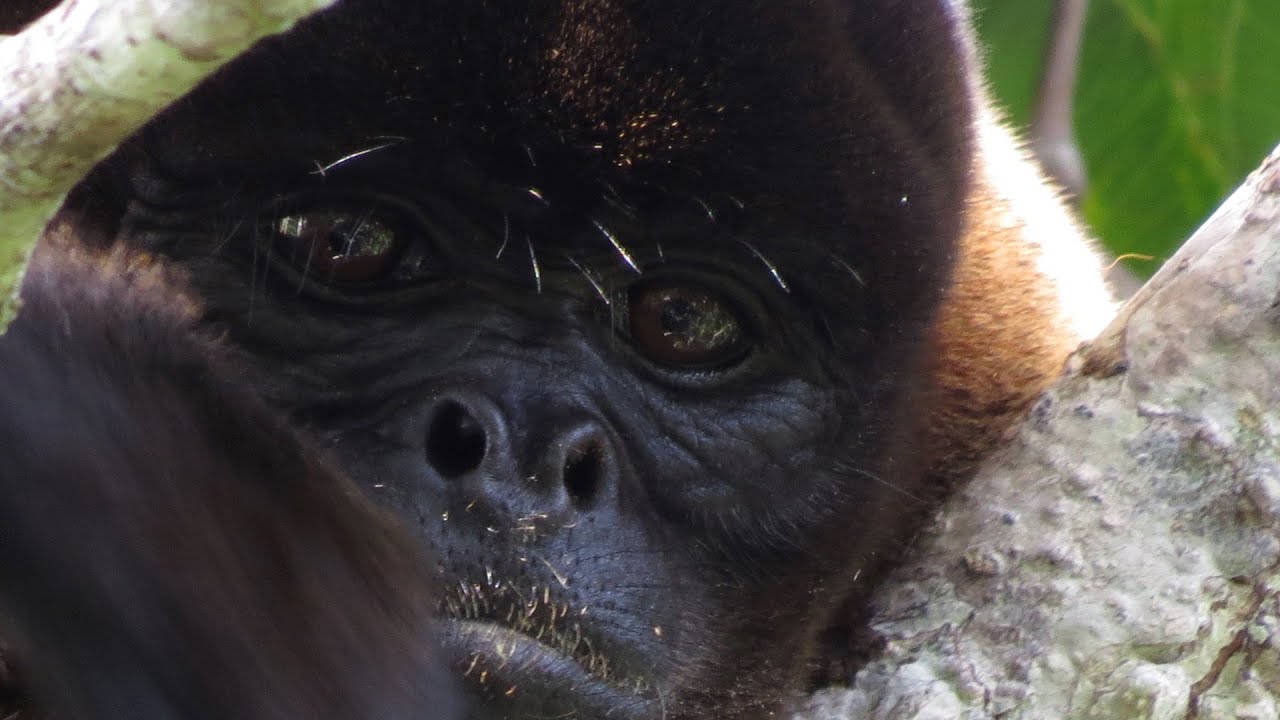 Lowland Woolly Monkeys at Tiputini Biodiversity Research Station
