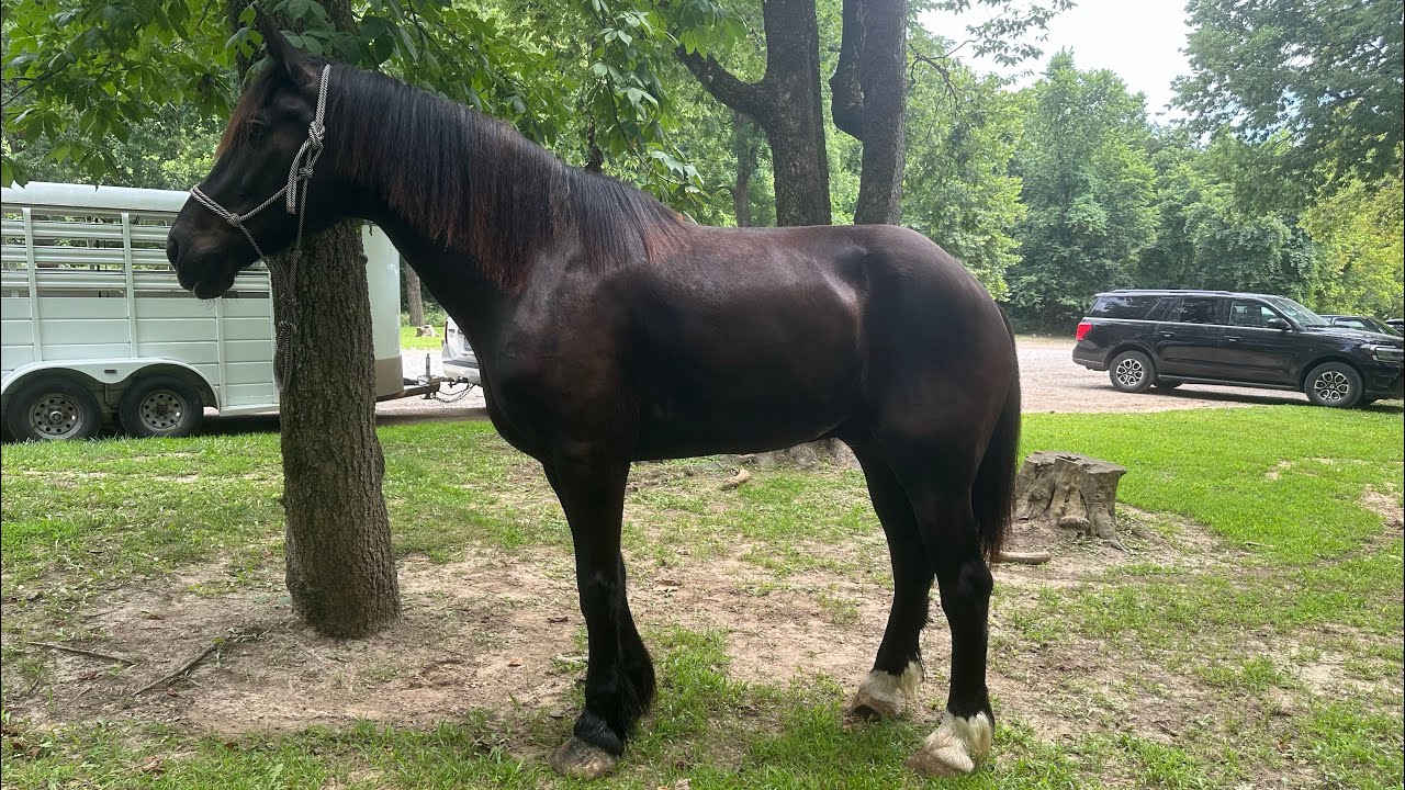 What is CANKER?! Our RESCUE draft, BOAZ has been officially diagnosed so REHAB can continue!