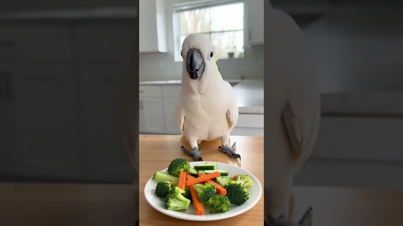 When I Tried Putting My Cockatoo on a Diet&hellip; This Happened 😂🥦#birds #parrot #trending #viralvideos