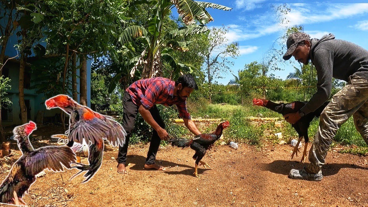 Pettaikaran vs Karupu | சண்டை சேவலின் அறியாத பக்கம் ....🤫
