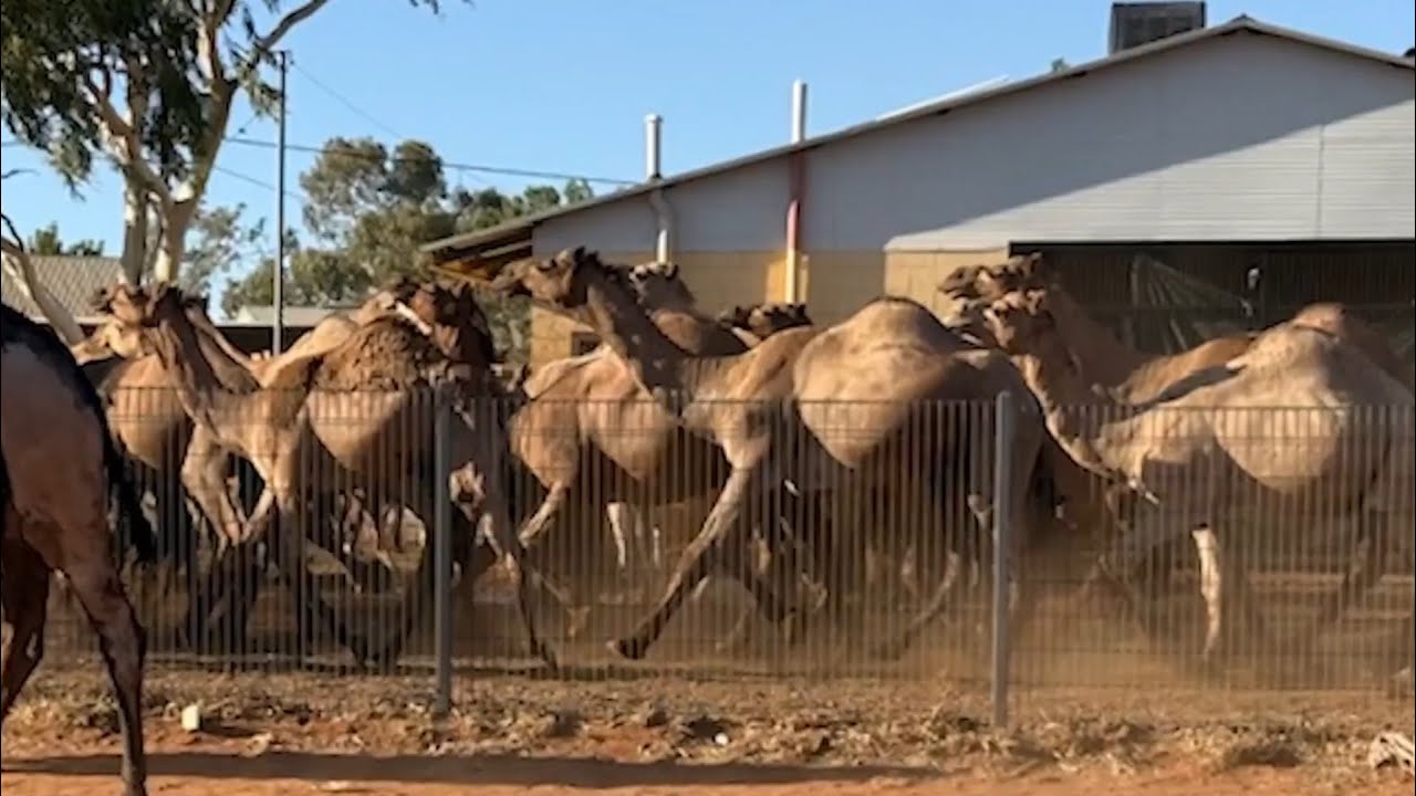 Residents held hostage in their homes by thousands of feral camels