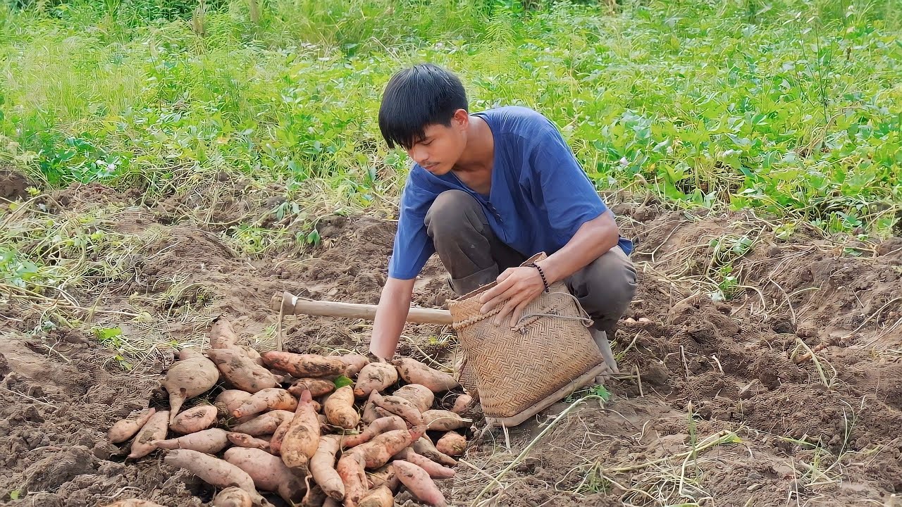 The sweetness of ORANGE sweet potato | Harvesting sweet potatoes to make unique dishes!