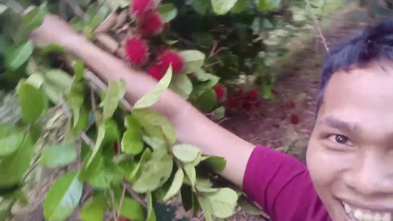 Buhay Probinsya. Manguha ng prutas. Rambutan na prutas 