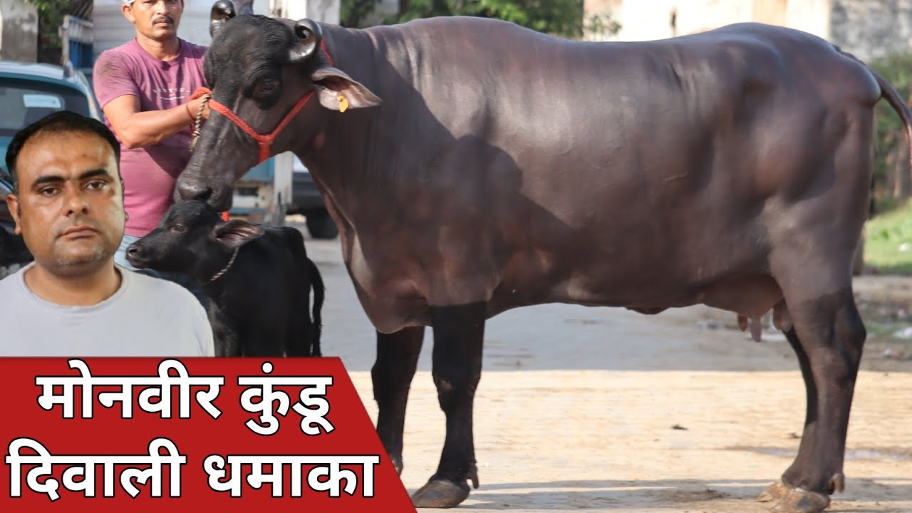 मोनवीर कुंडू दिवाली धमाका, 20 किलो दूध की पाँच झोटियाँ || Aryan Kundu Dairy Farm (9812930814)