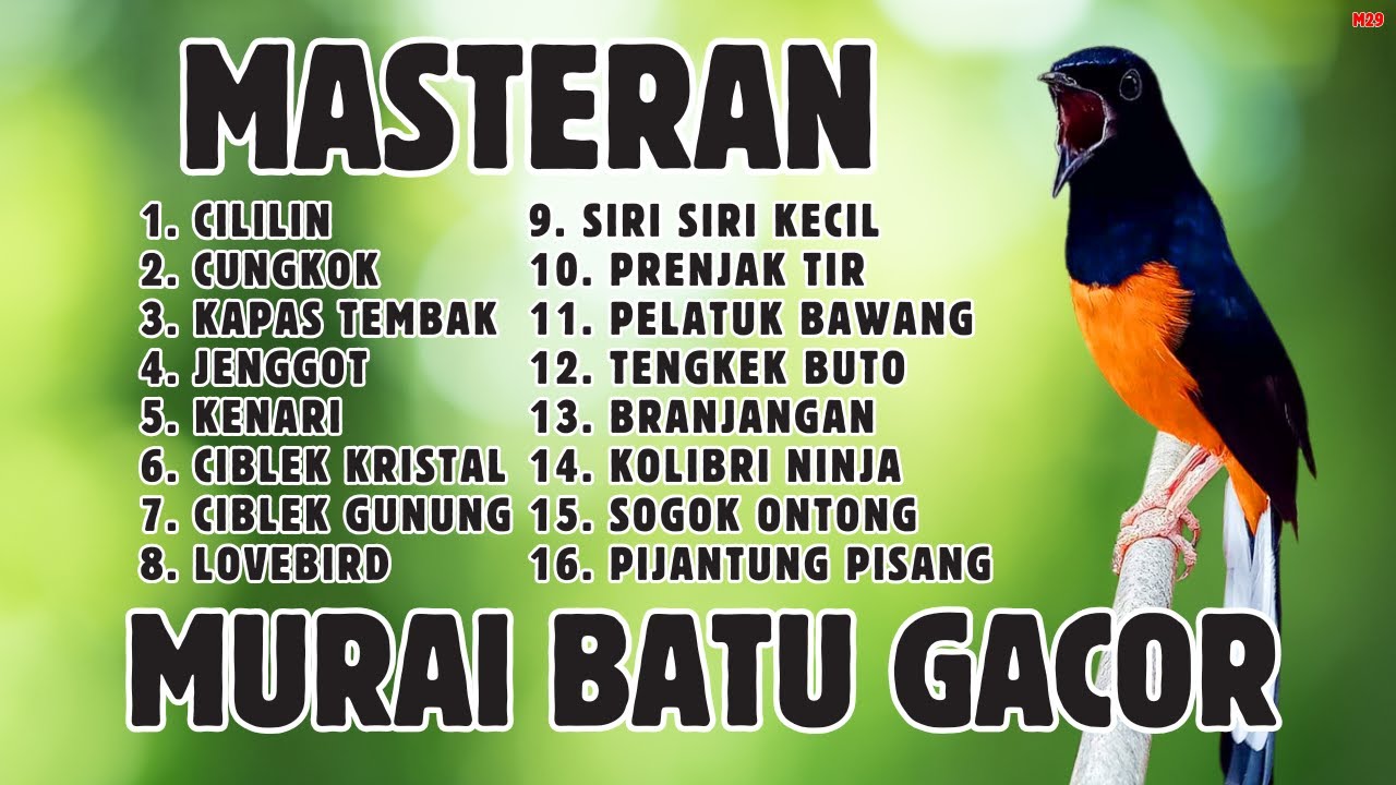 🔴 MASTERAN PANJANG‼️ FULL ISIAN MURAI BATU GACOR