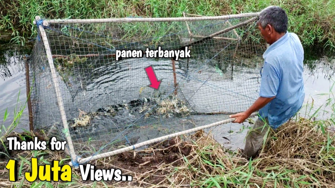Panen 15 Kg !! Angkat bubu ikan di rawa pinggir hutan hasilnya bisa untuk satu Rt