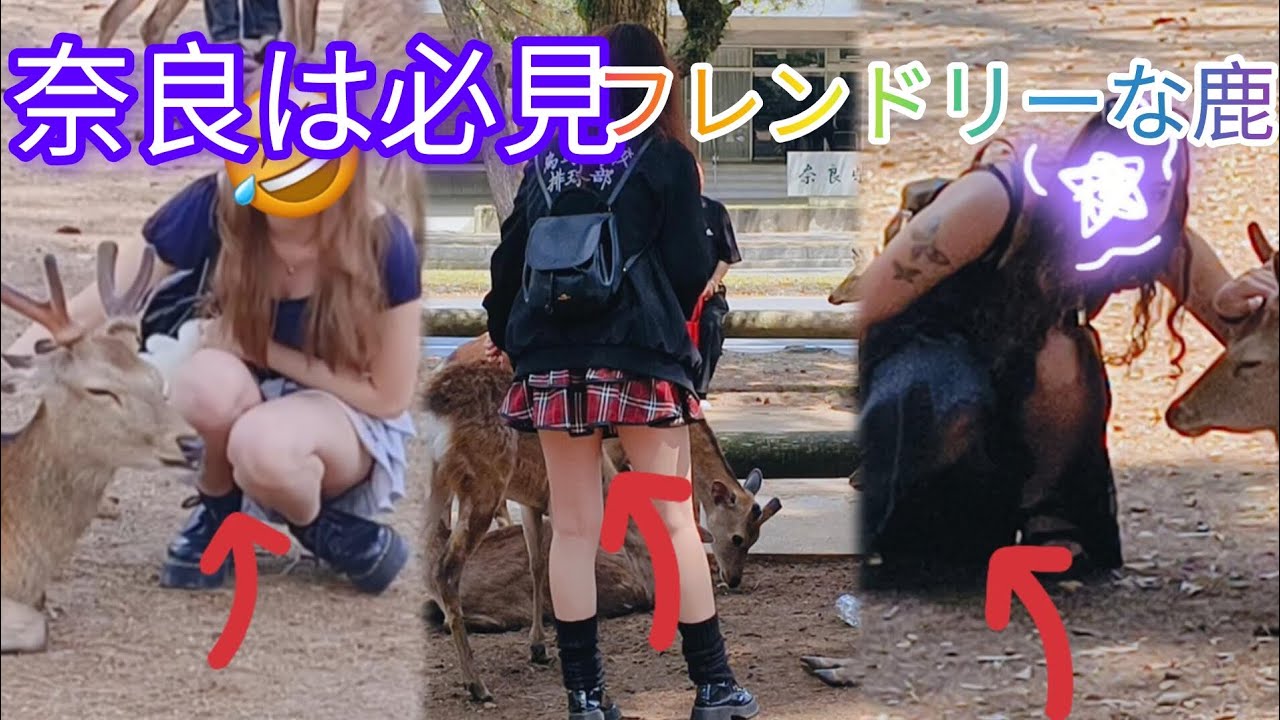 国境を越えて鹿と心が通じた瞬間|奈良ってすごいNara 🫎😁😁