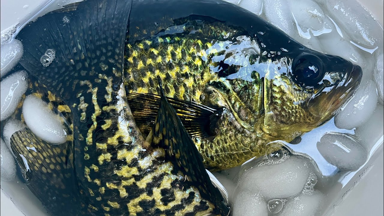 Christmas Eve Crappies (Speckled Perch)