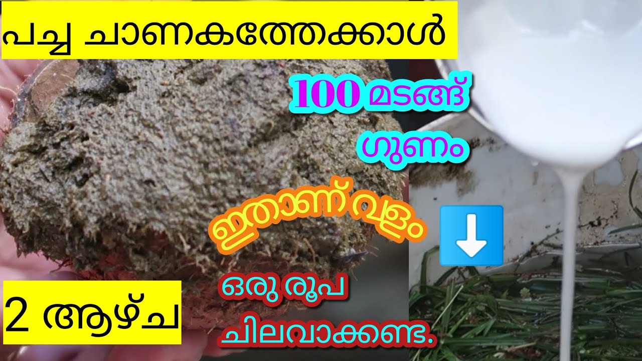 ചാണകത്തിന് പകരം ചെടികൾ തഴച്ചു വളരാൻ ! വളം വാങ്ങാൻ കടയിൽ പോകണ്ട ! Gardening Malayalam !