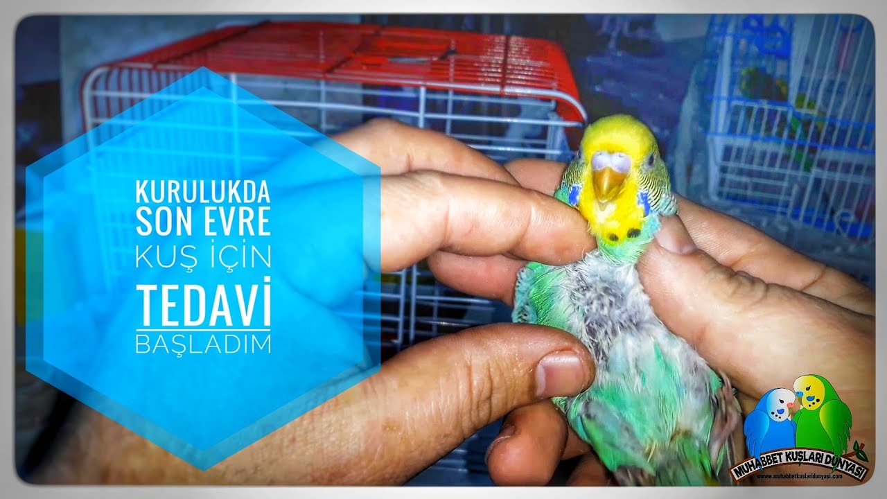 Kurulukda Son Evre Kuş İçin Tedaviye Başladım