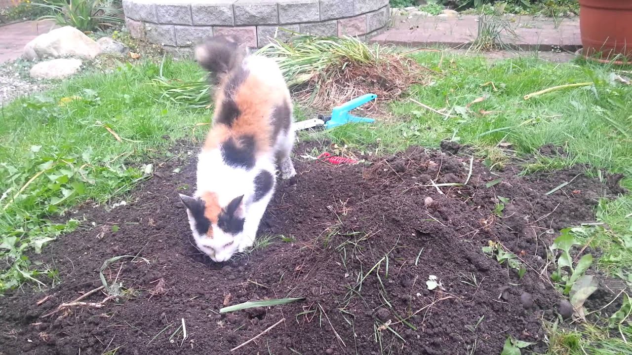 LaPerm cat playing in the dirt.